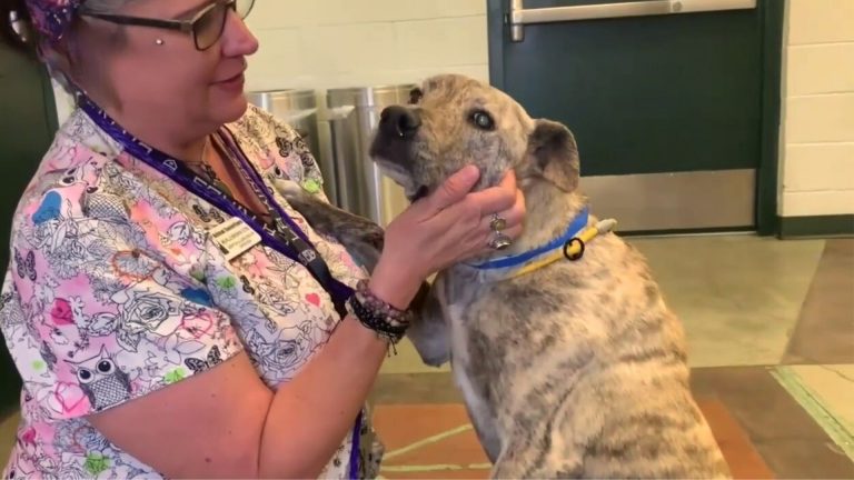 nurse petting a dog