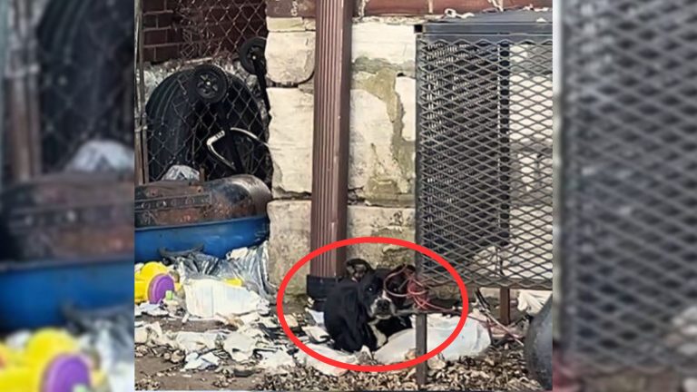 pup tied to a cage