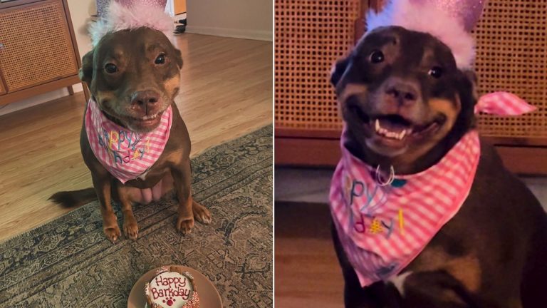 dogs birthday celebration