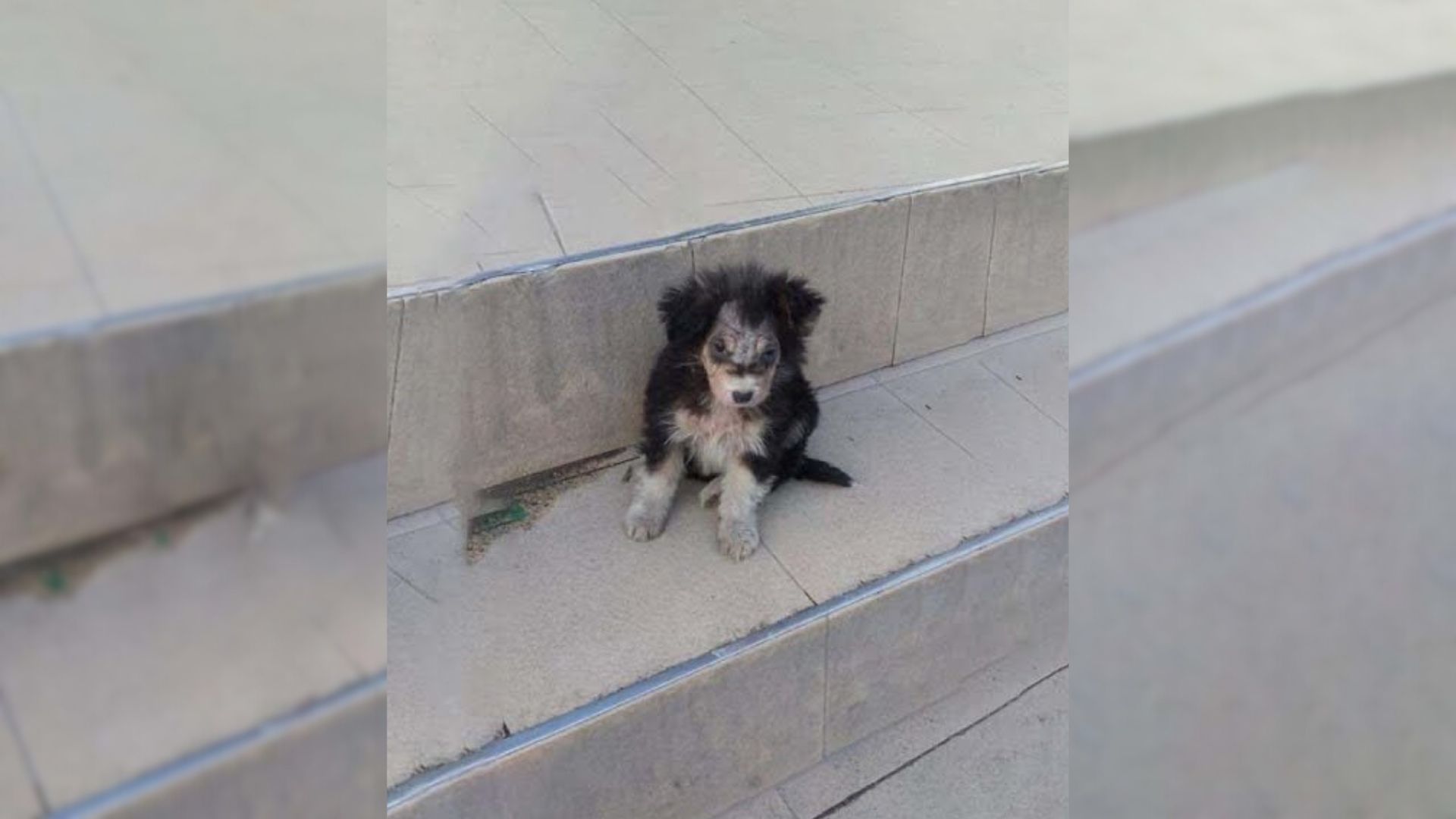 People Ignored This Injured Puppy Standing Near A Supermarket But Then She Met Someone Amazing
