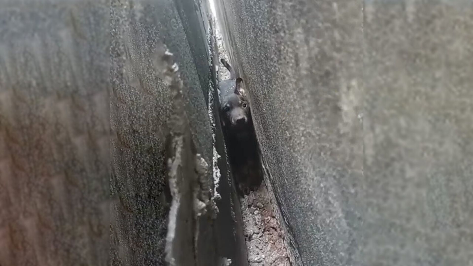 puppy stuck between walls