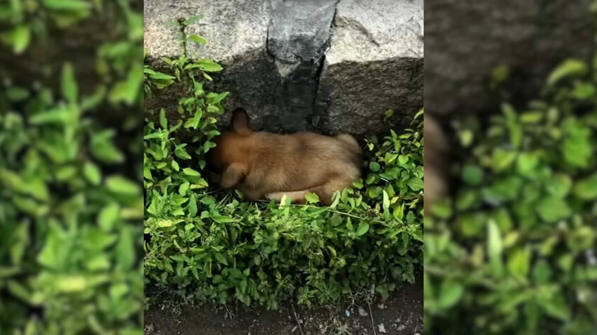 dog with paralyzed lhind legs in grass