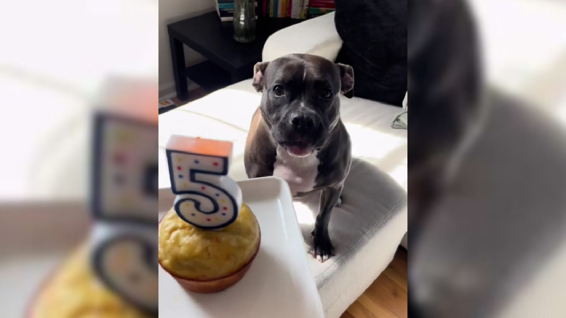 Rescue Dog Couldn’t Stop Wagging Her Tail At Her First Birthday Party In A Forever Home