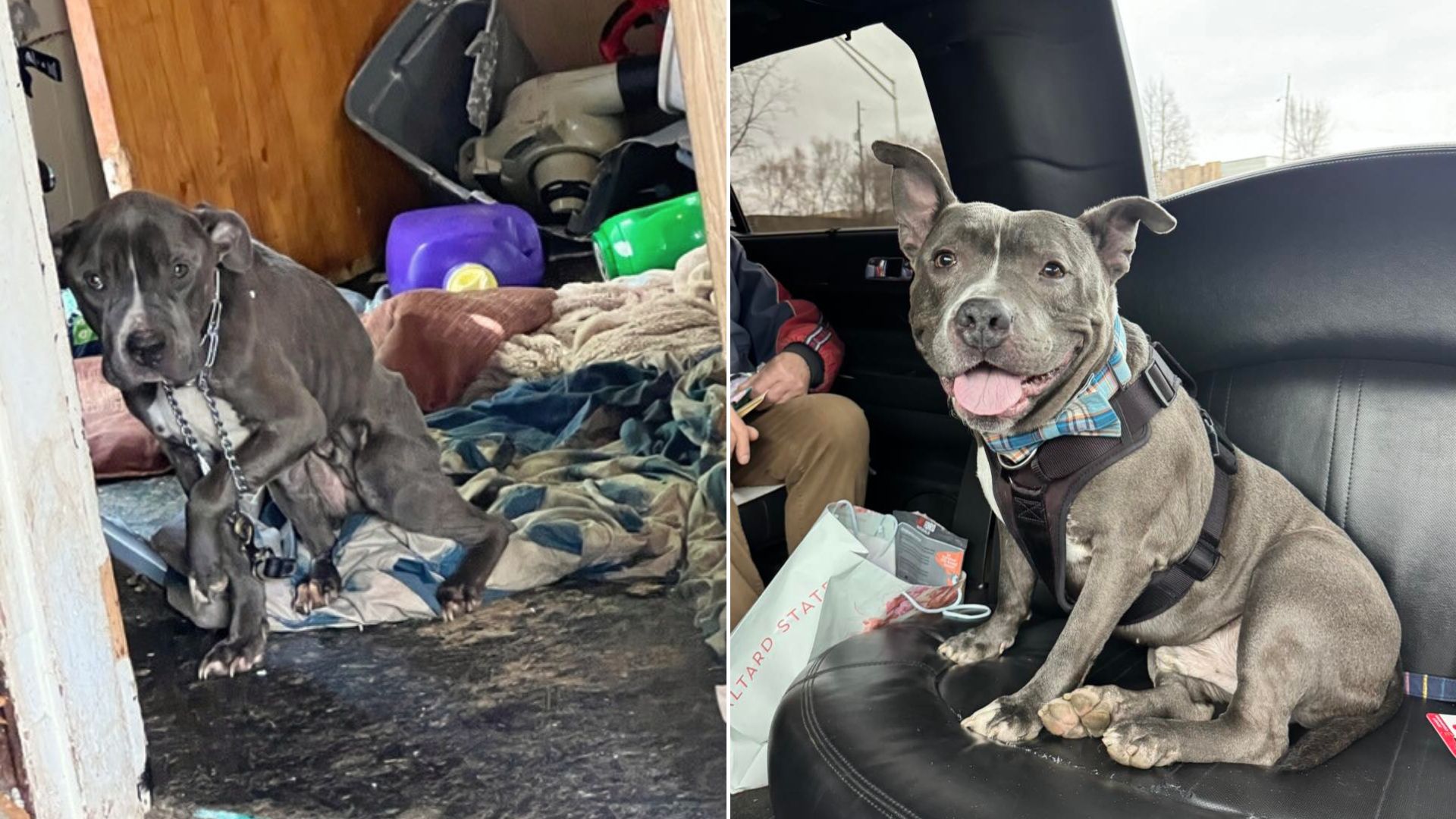 Rescue Dog Rolls To His New Home In A Luxury Limo After 2-Year Wait In His Kennel