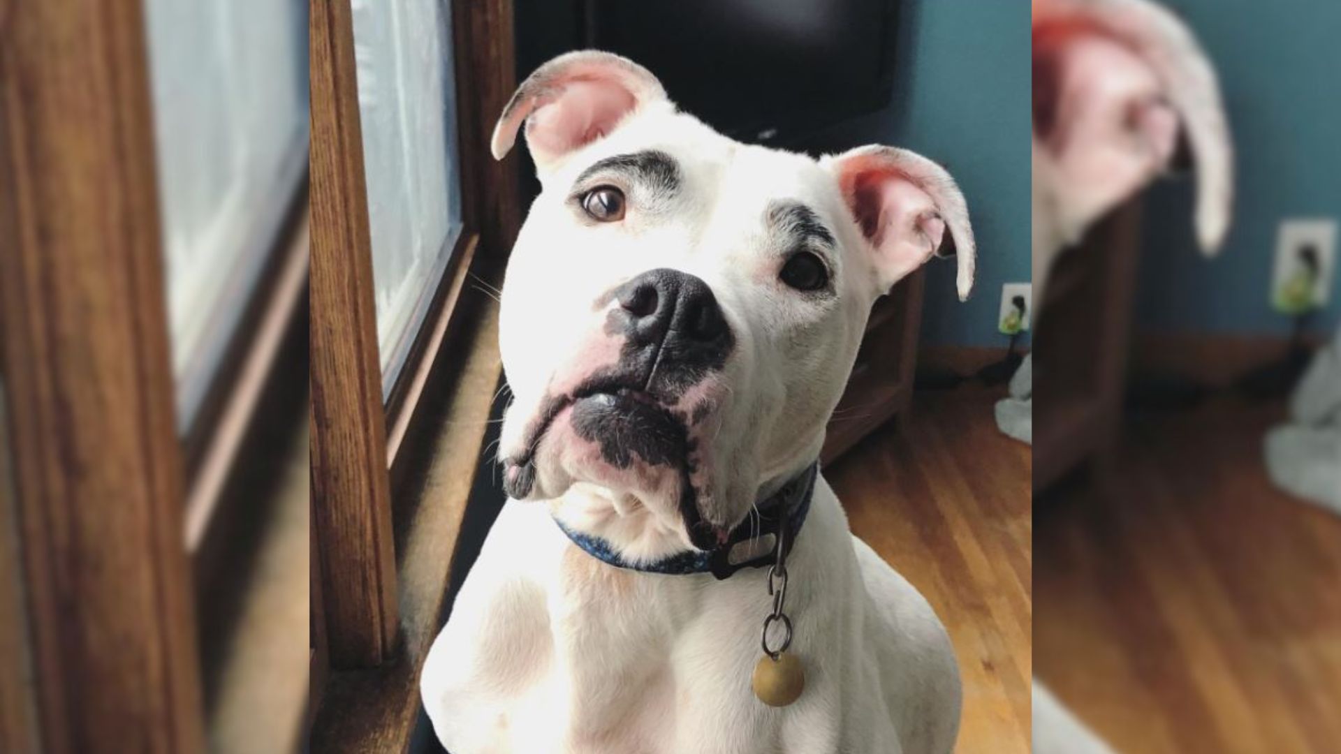 Rescue Pittie With Unique Eyebrows Finds A Forever Home After He Meets Someone Special