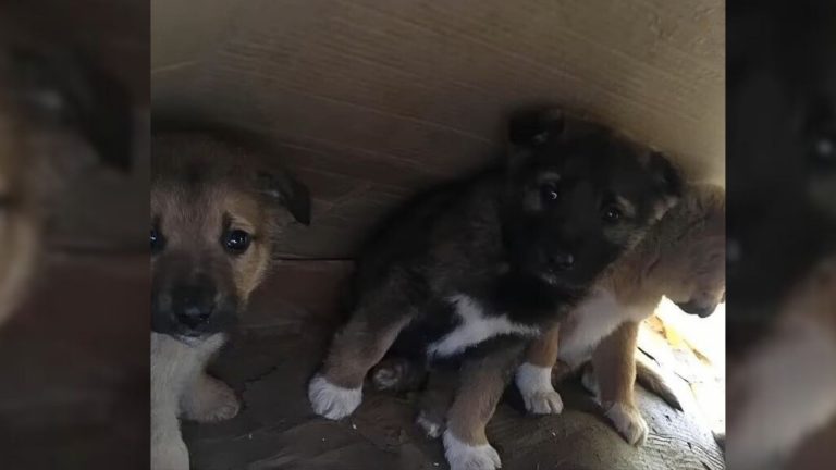 sad abandoned puppies