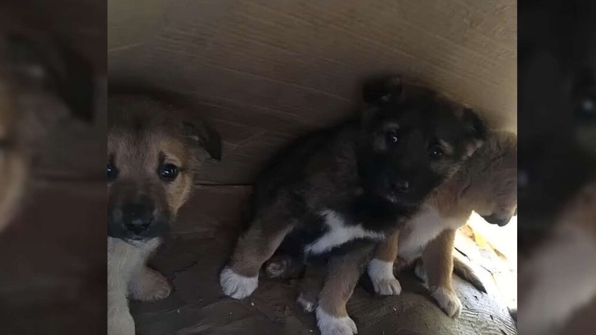 Rescuer Was Moved To Tears When She Found Sad And Hungry Puppies Dumped In The Woods At Night
