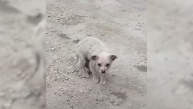 poor puppy