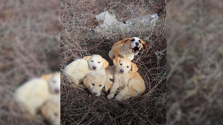 abandoned small puppies in the nature