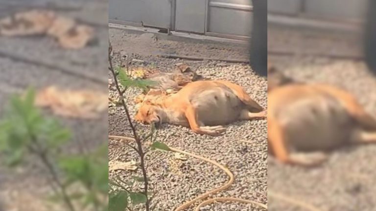 pregnant dog in the yard