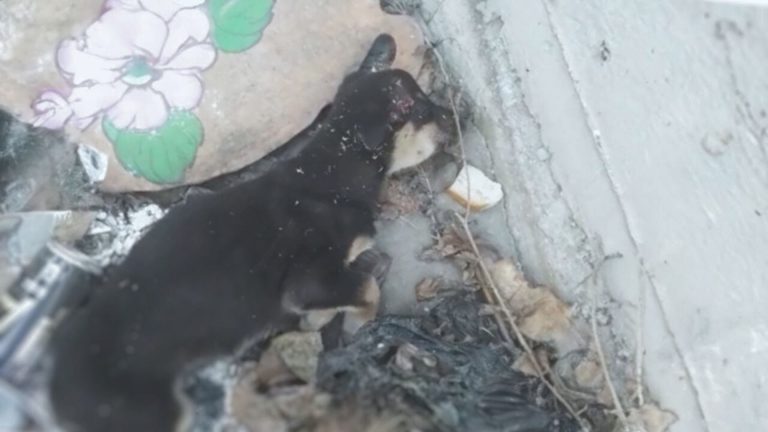 injured dog