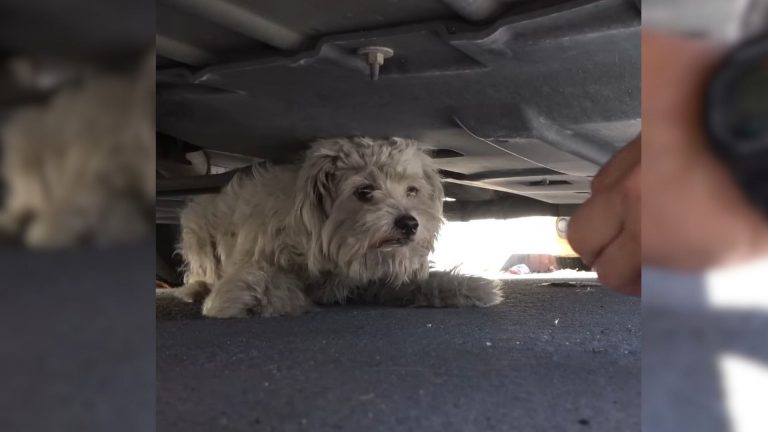 rescuers helping abandoned dog