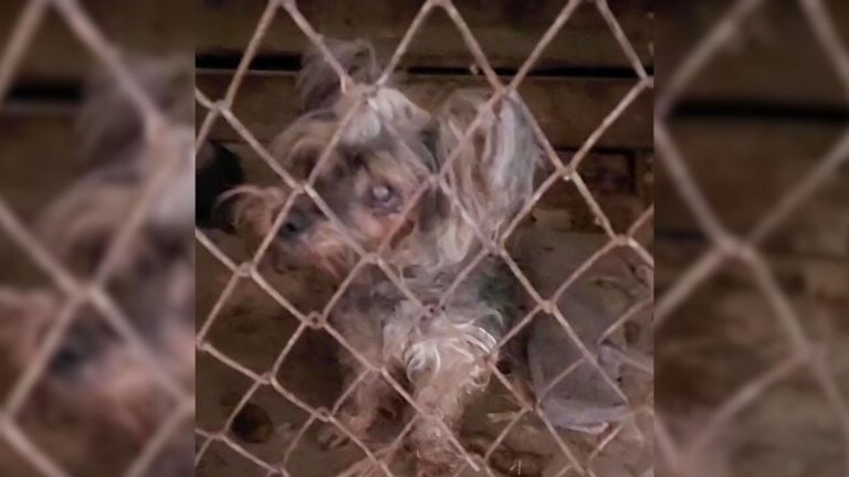 rescuers found caged blind dog