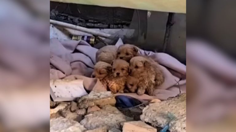 photo of five puppies