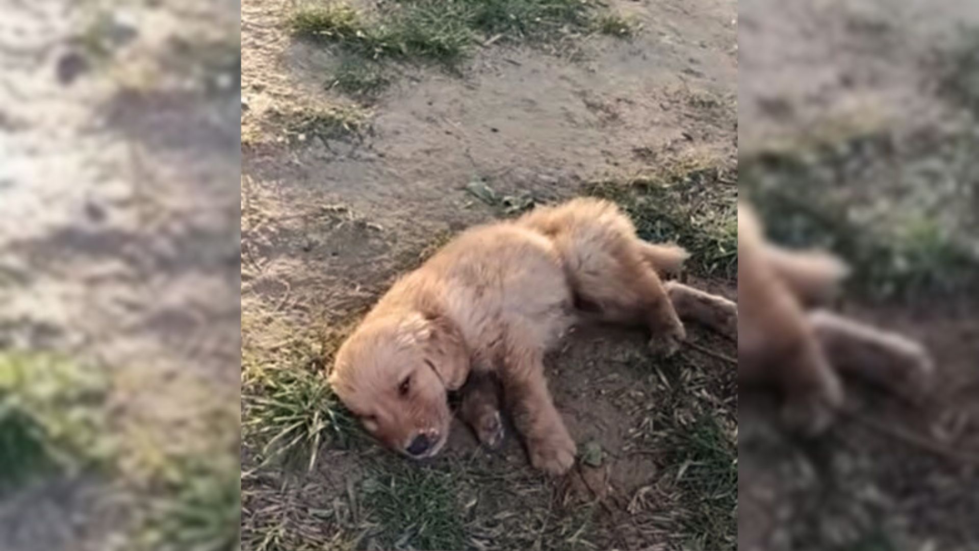 exhausted puppy