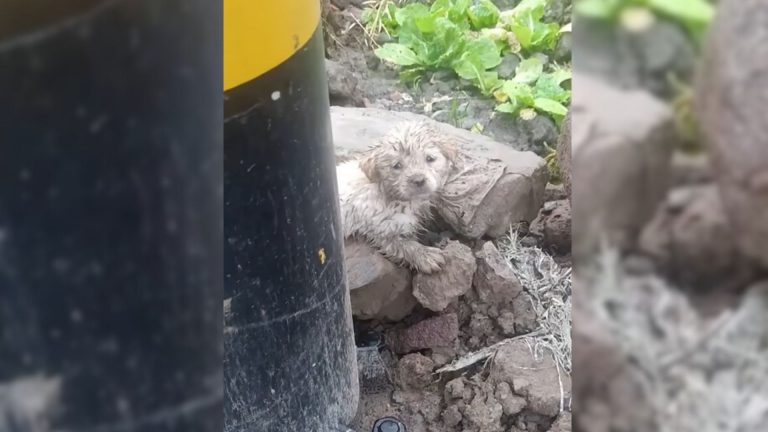 puppy covered in mud
