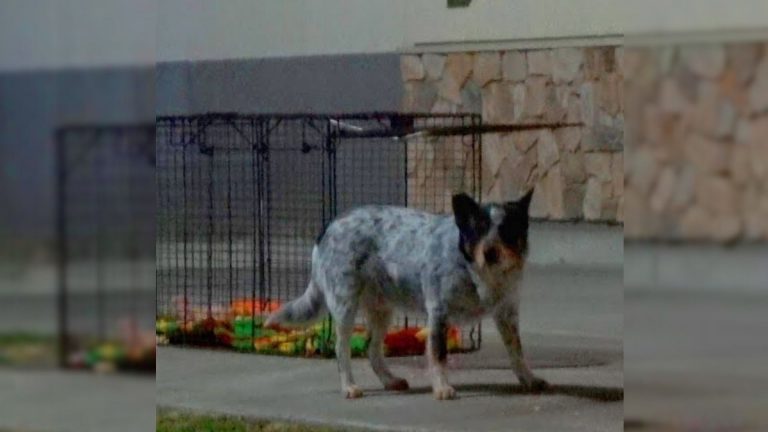 pup abandoned at the truck stop