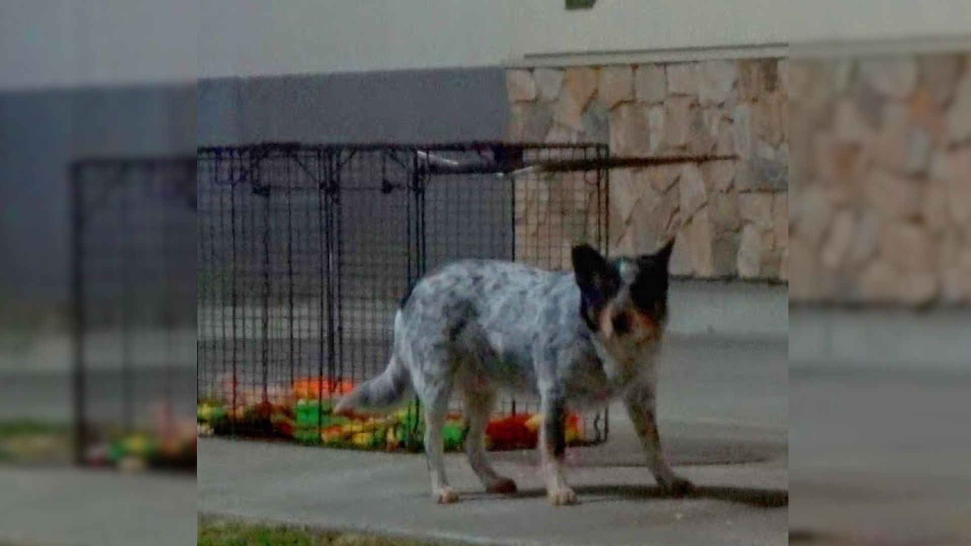 pup abandoned at the truck stop
