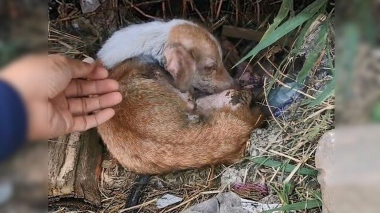 severely malnourished dog