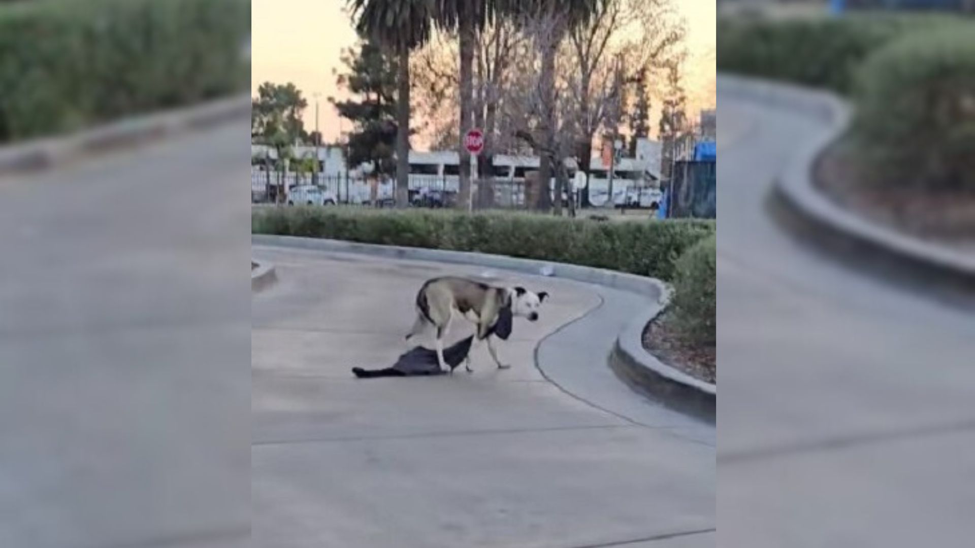 Rescuers Were Surprised To Find A Scared Lost Pup In Drive-Thru With Something Hanging From Her Neck