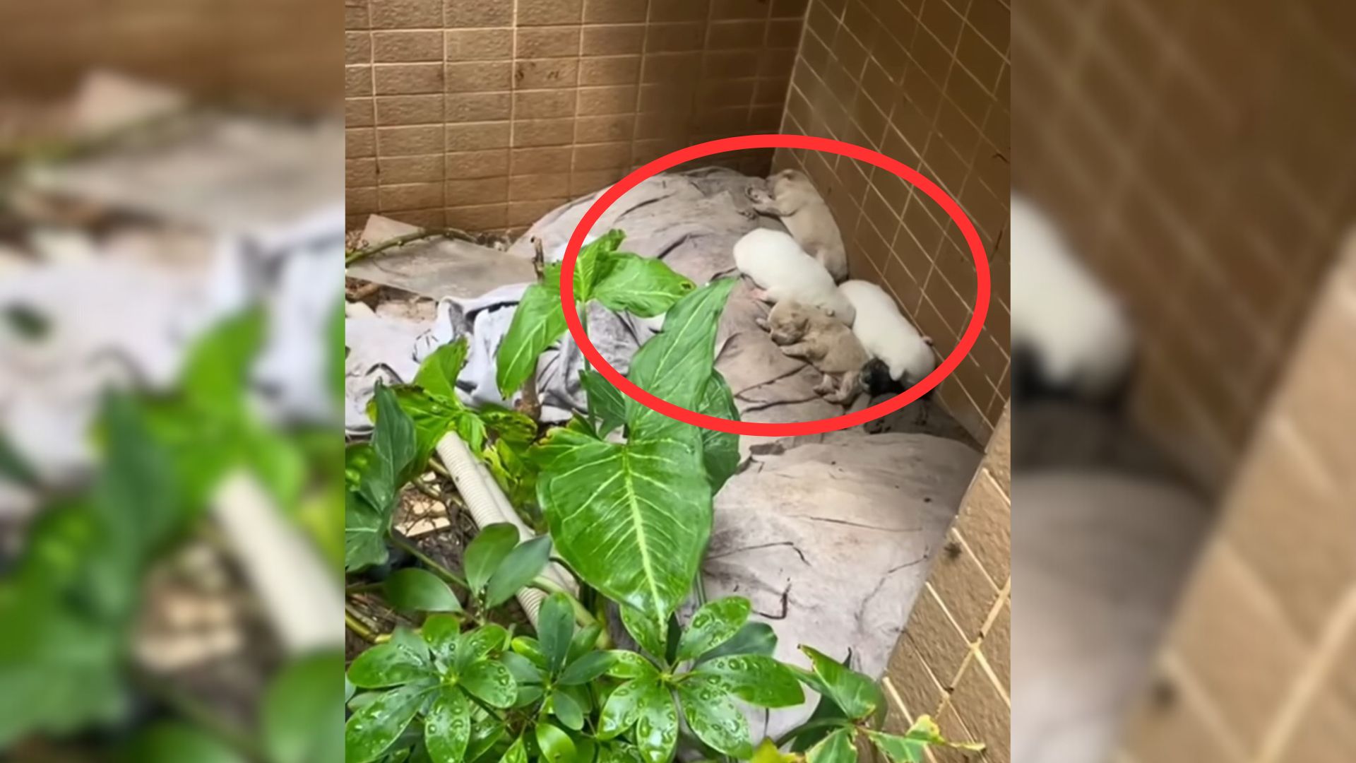 stray dog family