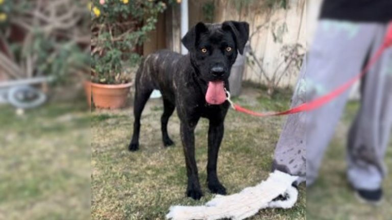 photo of shelter dog