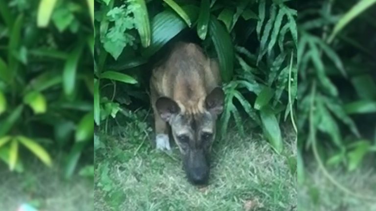 skinny dog in a bush