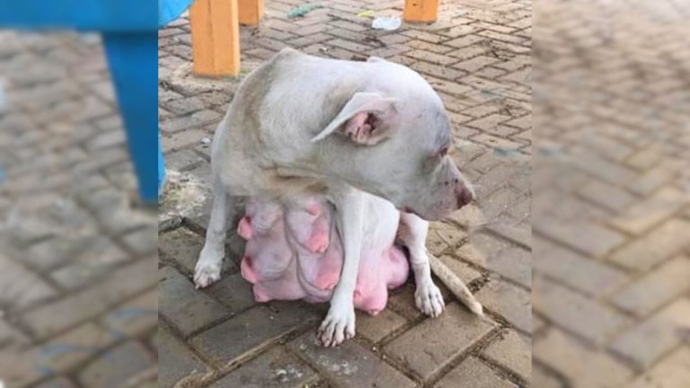 white pregnant dog