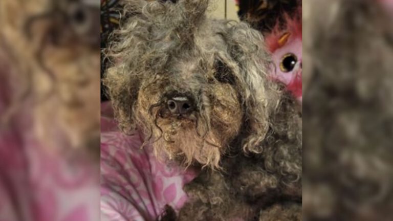 dog stops shaking at new home
