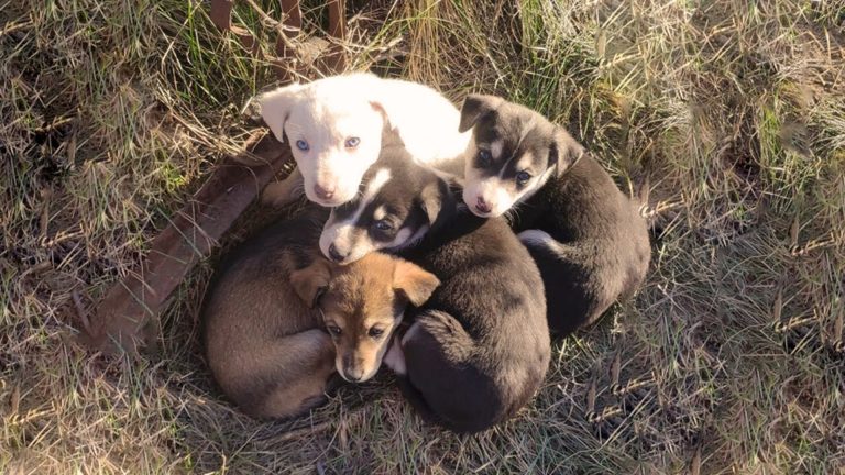 seven abandoned puppies