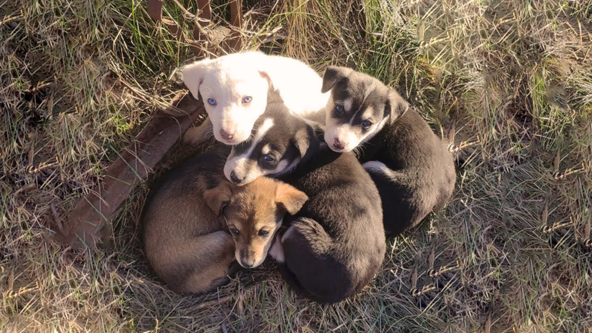7 Puppies Were Found Crying Their Hearts Out Dumped In A Cemetery After Their Mama Passed Away