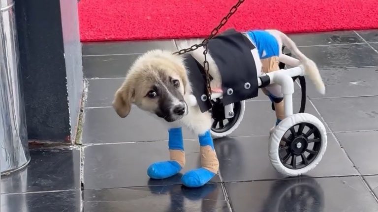 dog with a wheelchair