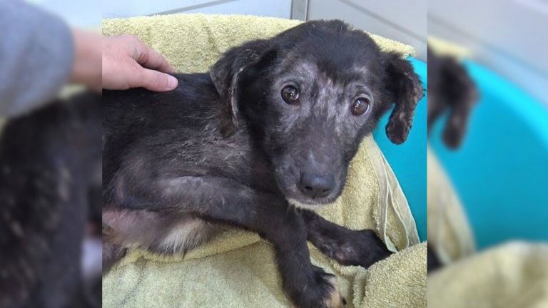 traumatized dog being belly rubbed
