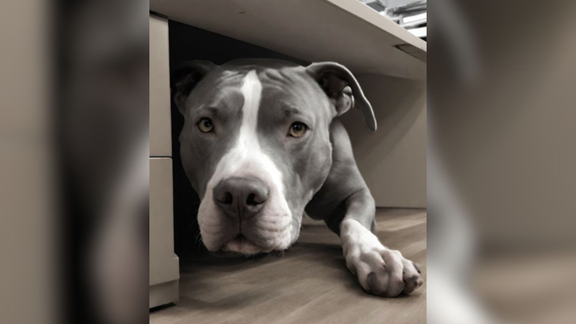 dog hiding under a desk