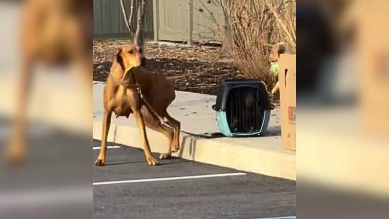 dog tyed to a crate with puppies