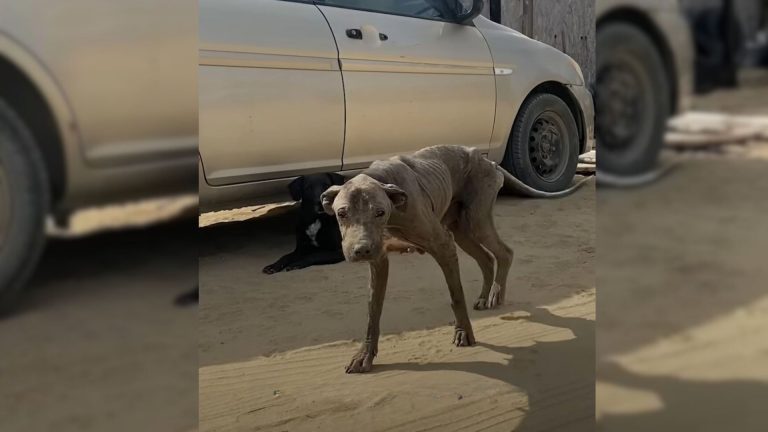 skin and bones dog rescued
