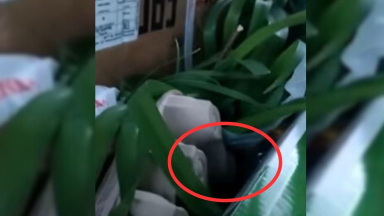 puppy strugling to survive