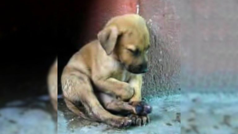 Small sad puppy