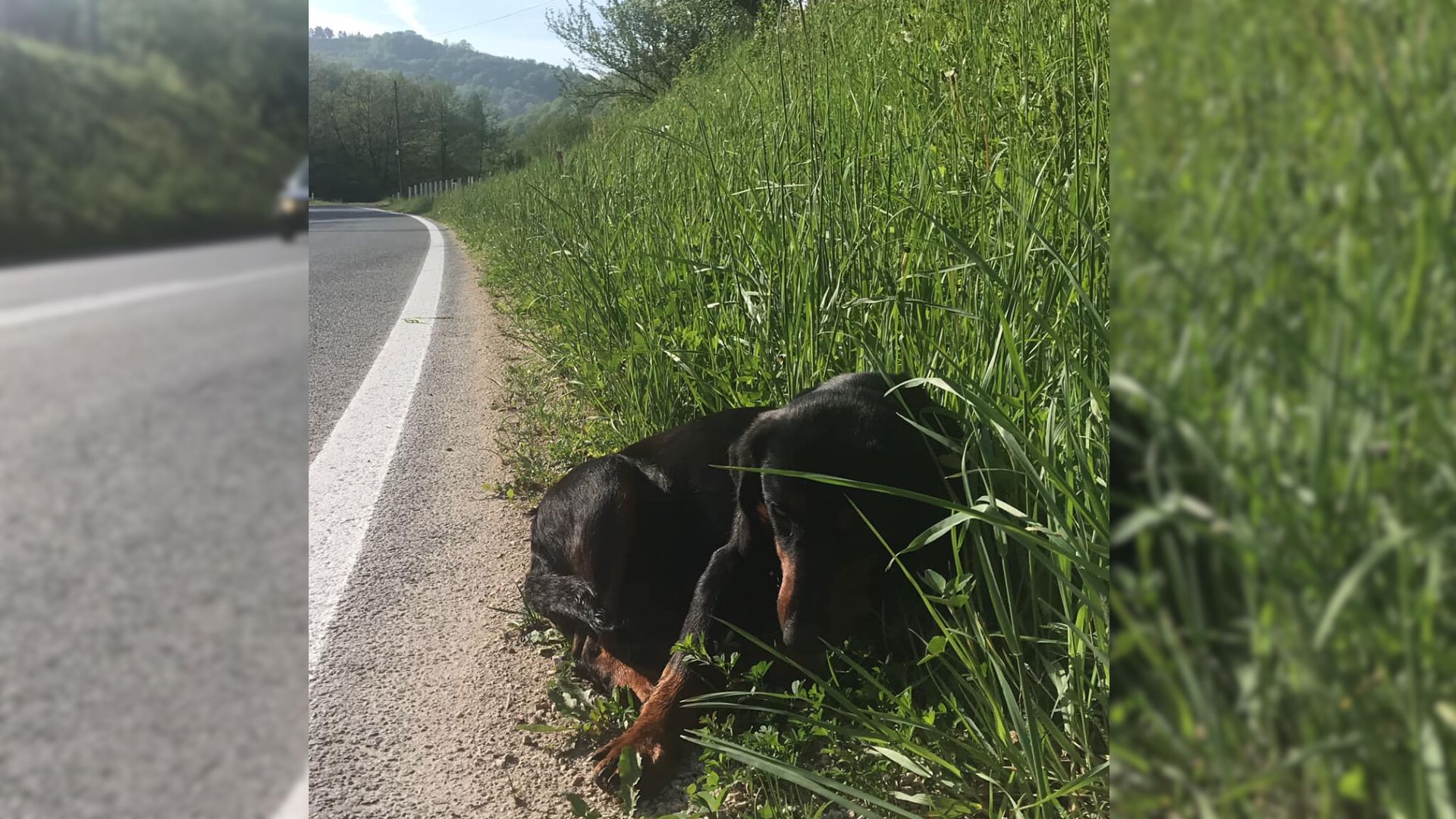 Man Shocked To Find An Abandoned Pregnant Dog Curled Up On The Side Of A Highway