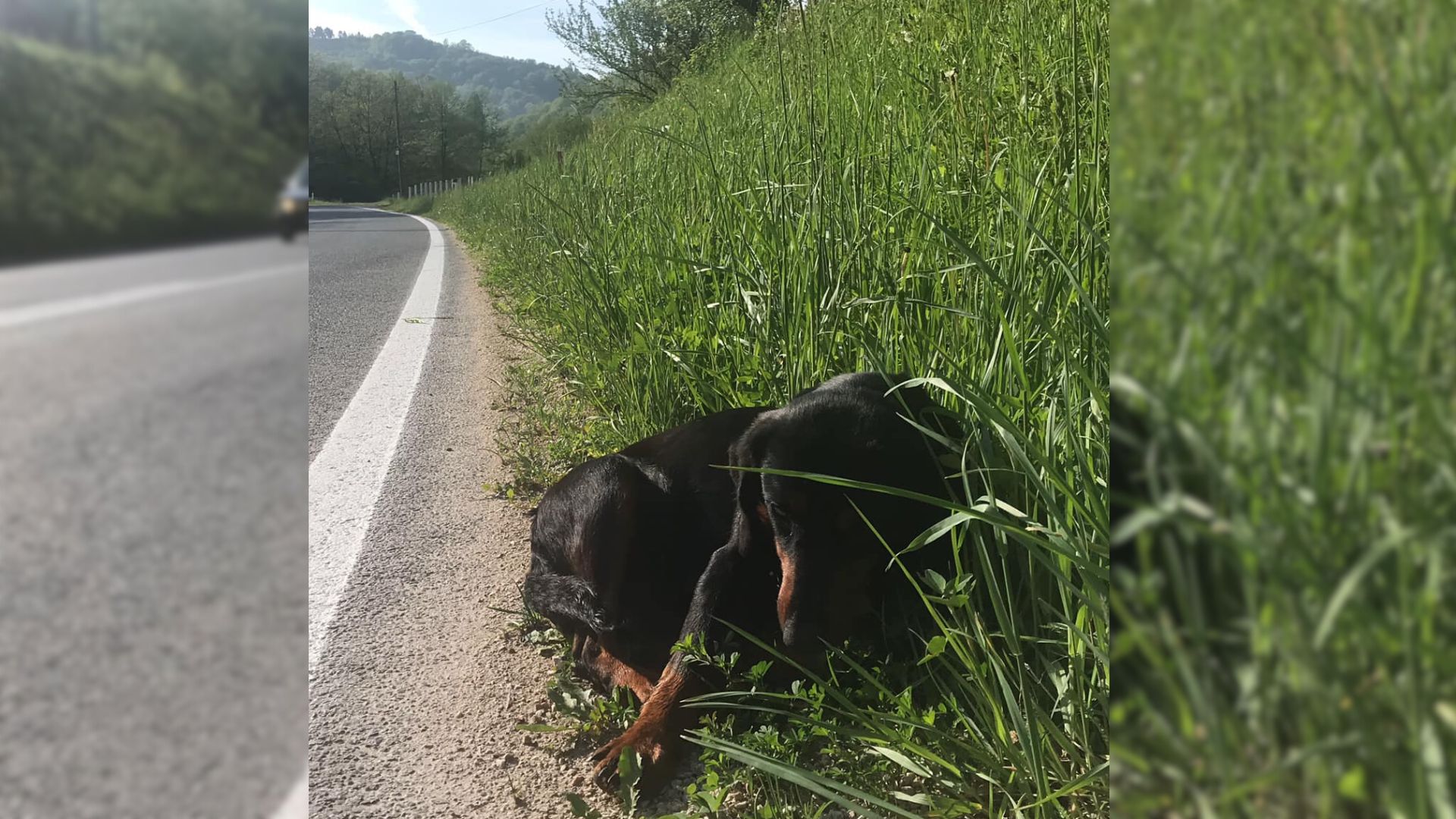 Pregnant black pup