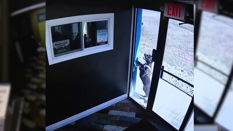 dog came to daycare for help