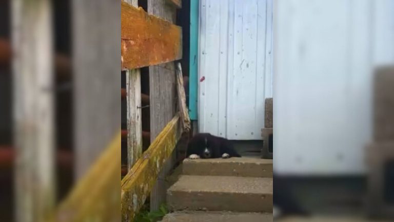 stray puppy sleeping