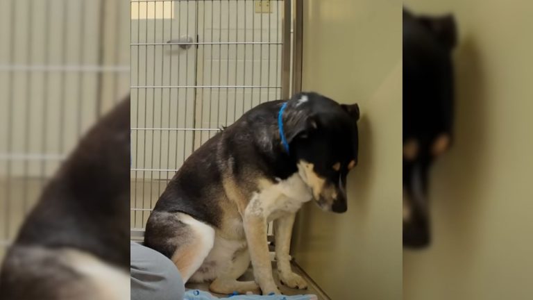 sorrow dog starring at wall