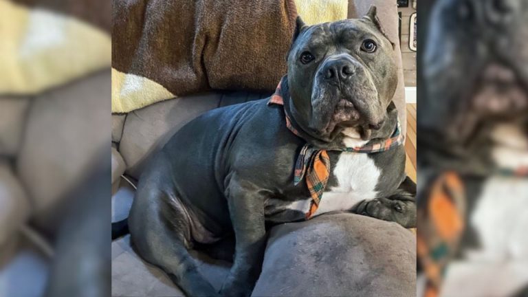 Bully Pup