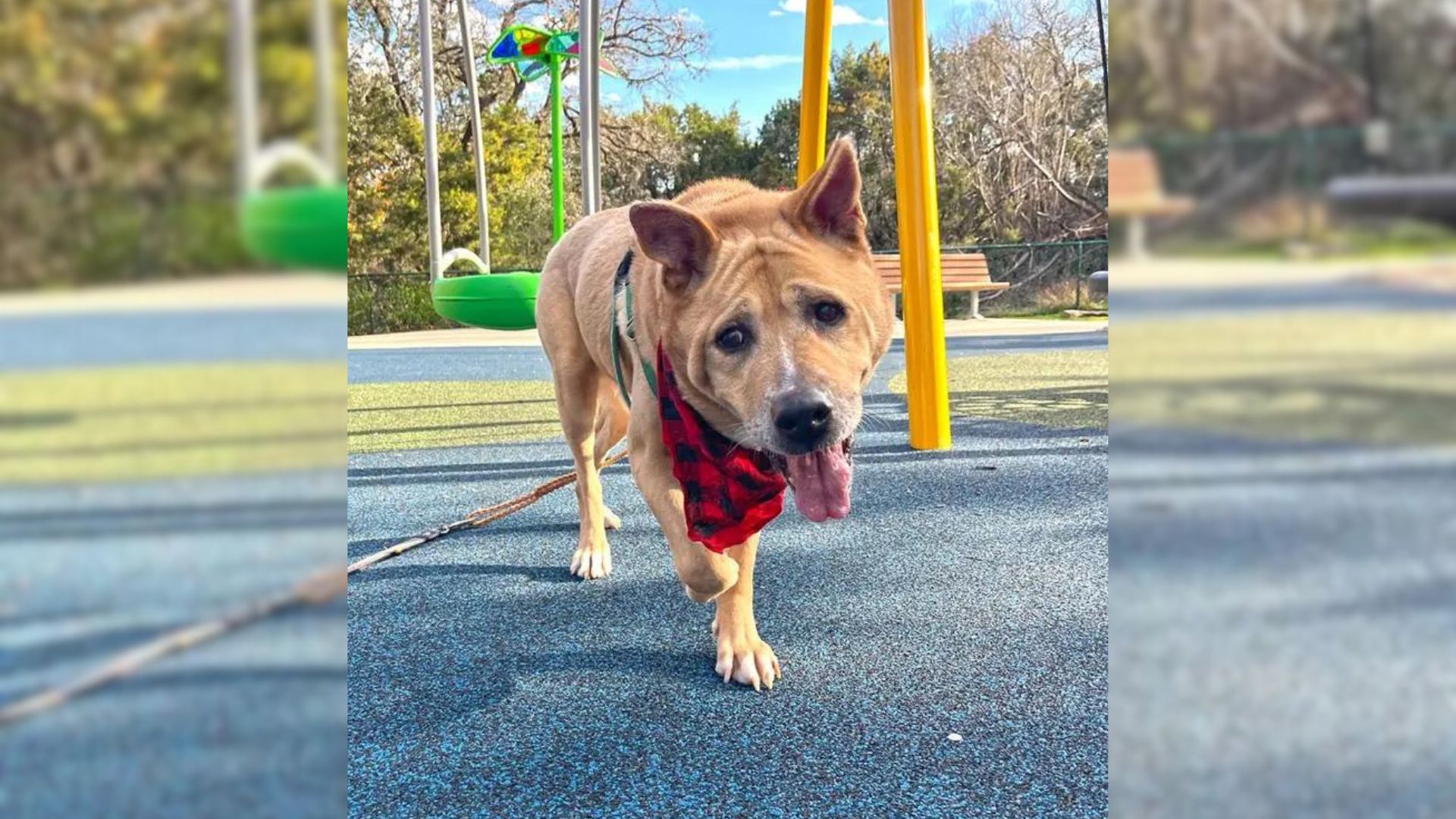 senior puppy found loving mum