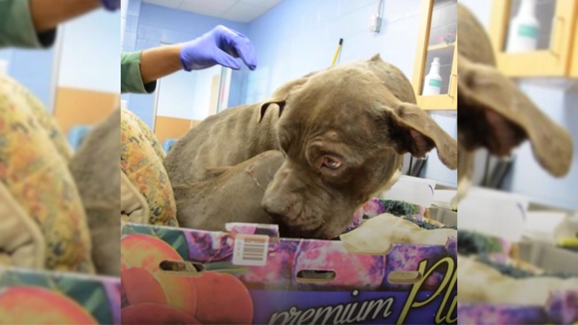 dog refuses to leave box of plum