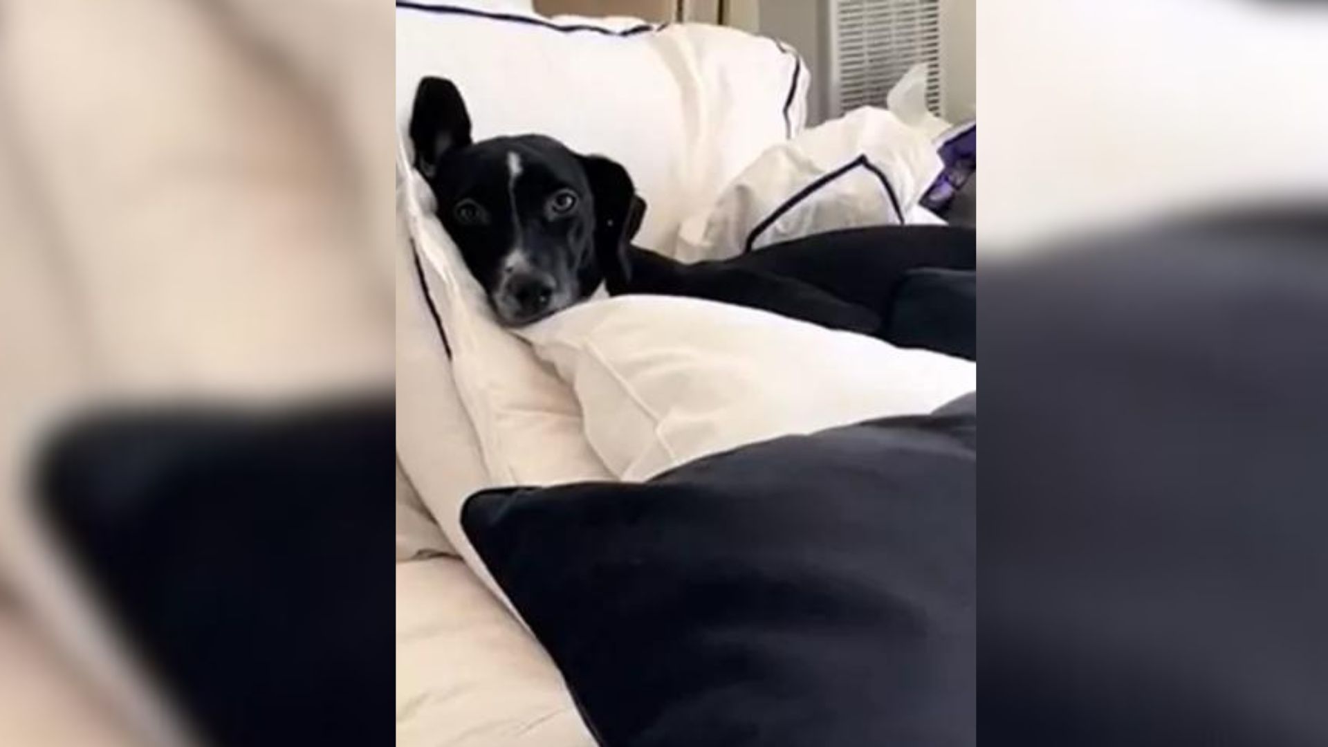 dog lying in bed