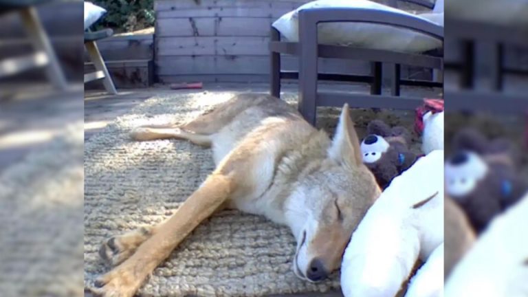 coyote lying on the patio