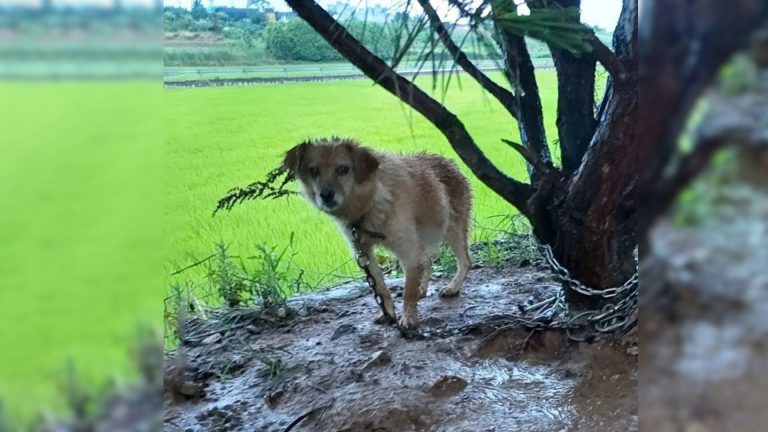 pregnant dog crying tied to a tree