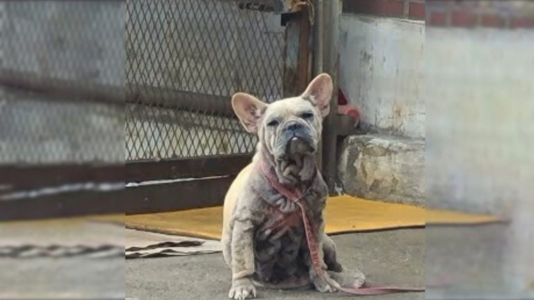 photo of forgotten dog
